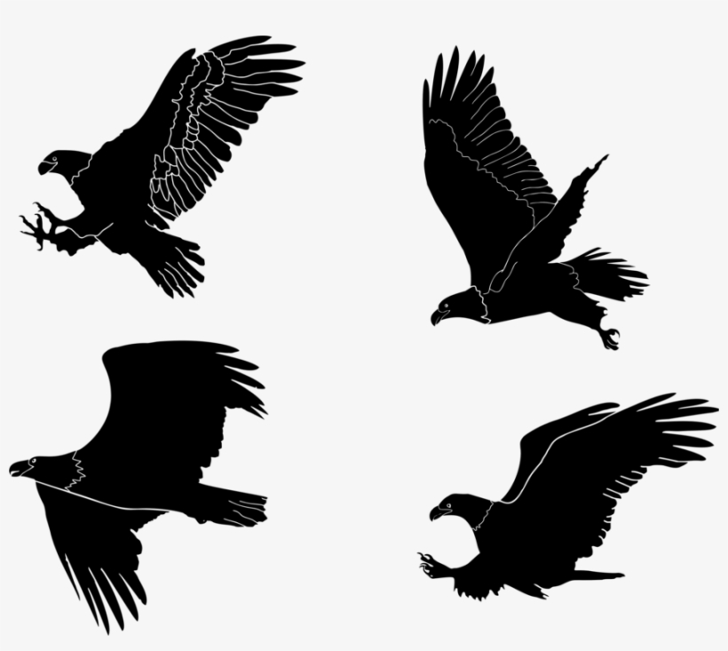 Bald Eagle Bird Of Prey Beak - Eagles Silhouette Transparent, transparent png