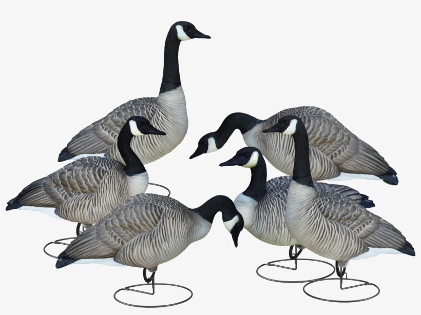 Livecraft™ Full Body Geese - Canada Goose, transparent png