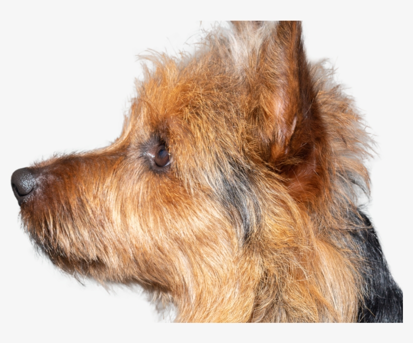 800 X 600 1 - Australian Terrier, transparent png
