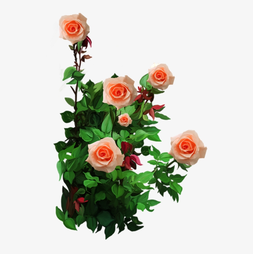 Roses,pink,roze,rosa, - گل بی خار, transparent png