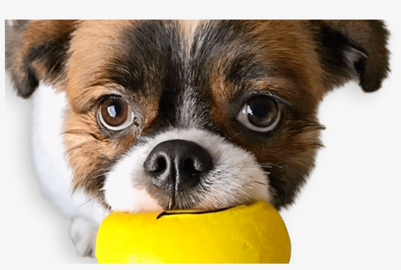 Squeaky Emoji Dog Toy Pet Qwerks Interactive Pet Toys - Companion Dog, transparent png