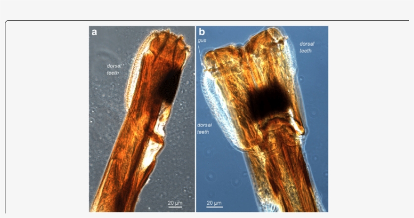 Skin Piercing Machinery-light Microscopy - Medical Imaging, transparent png