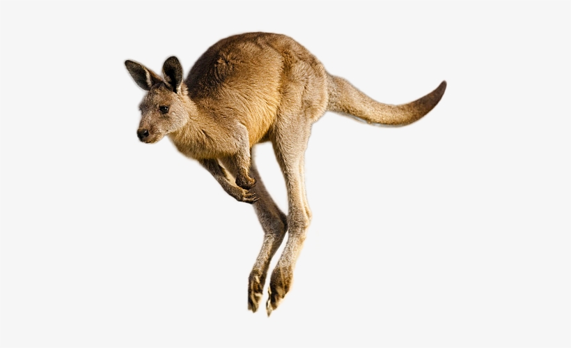 Kangaroo Png Image - Kangaroo, transparent png