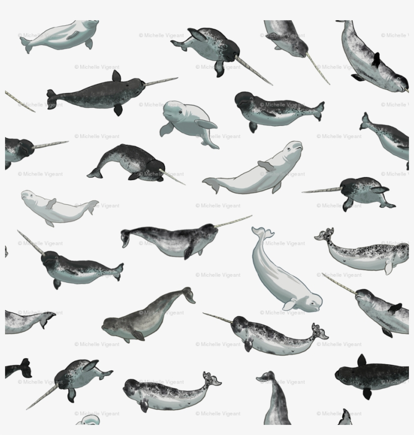 Narwhal And Beluga Whale Pattern Transparent Wallpaper - Stock Dove, transparent png
