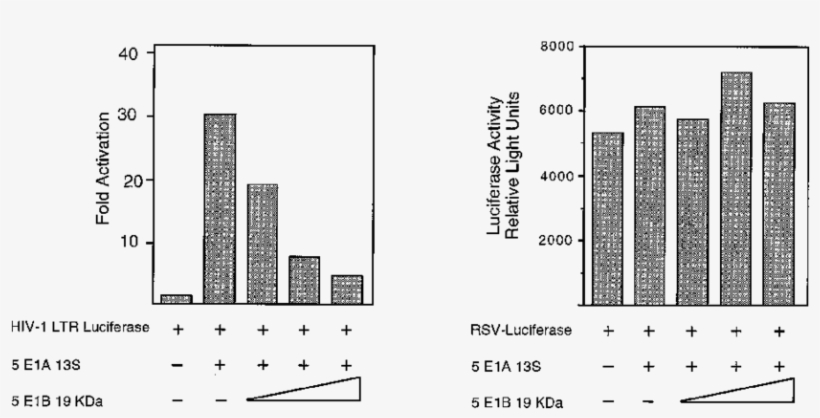 Ad5 E1b 19k Expression Inhibits Nf-b Activation - Diagram, transparent png