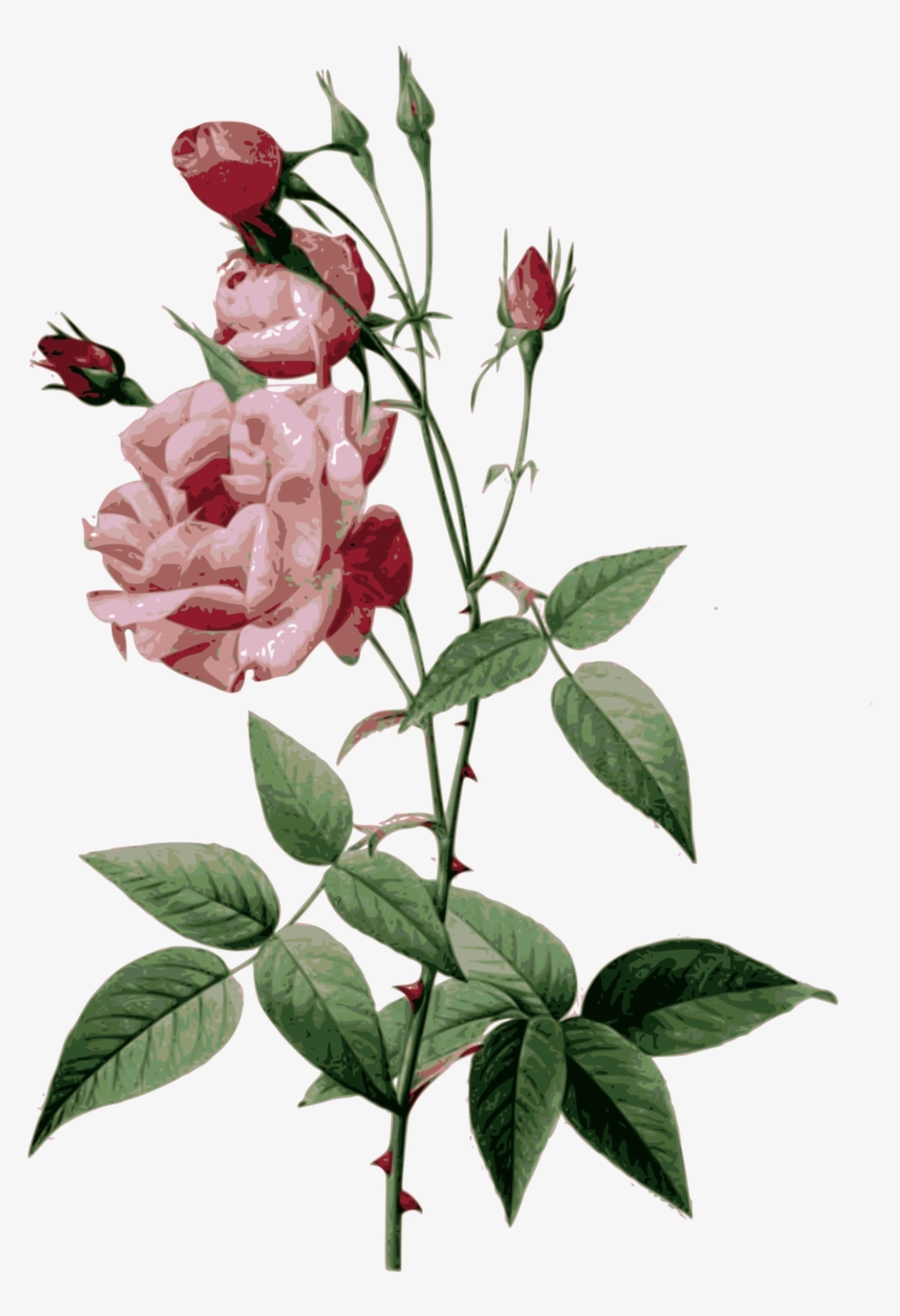 Redoute Rosa Indica Vulgaris Color - Flower Painting, transparent png