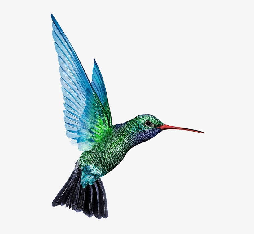Hummingbird Png Free Download, transparent png