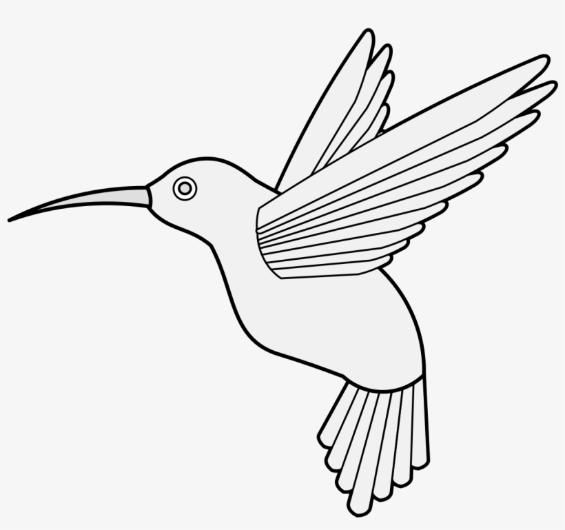 Details, Png - Rufous Hummingbird, transparent png