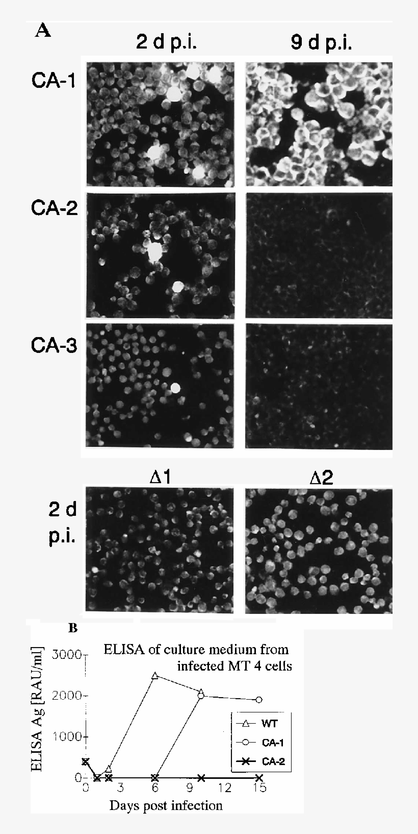 Infectivity Of Mutant Virus Particles - Monochrome, transparent png
