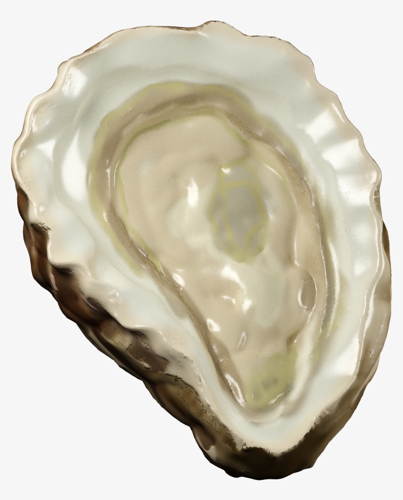 Oyster 2 - Tiostrea Chilensis, transparent png