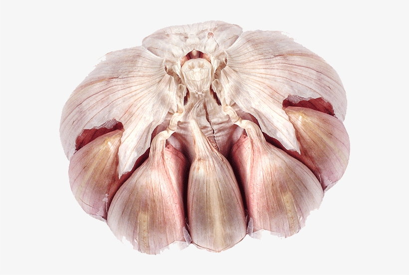 Elephant Garlic, transparent png