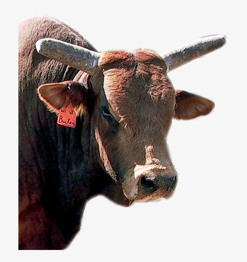 What Are The Pbr's 10 Hardest Bulls To Ride - Working Animal, transparent png