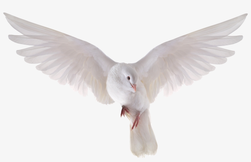 Heavenly Dove Holy Spirit Transparent Png Heavenly - Flying Dove, transparent png