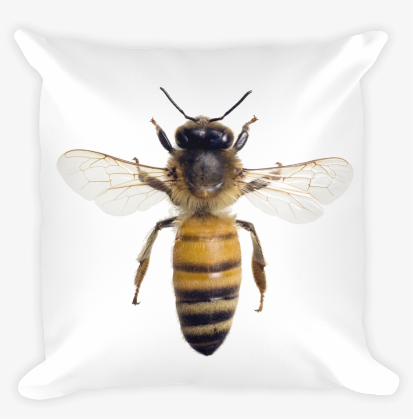 Honey-bee Print Square Pillow - Honey Bee Wings Out, transparent png