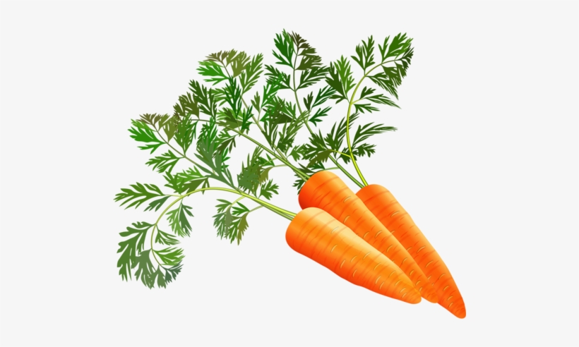 Shutterstock 196445096 [преобразованный] - Carrot Clipart .png, transparent png