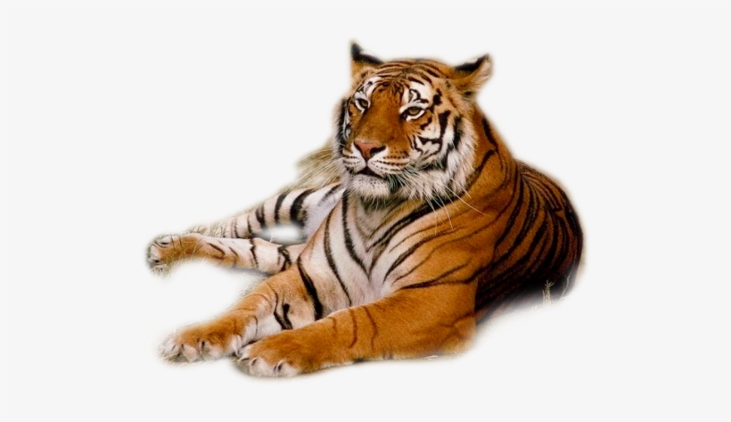 Granby Zoo, transparent png
