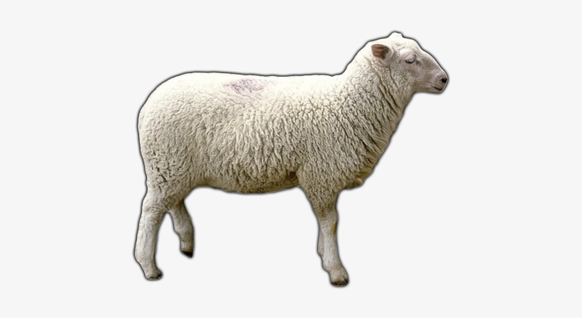 Download Free High Quality Sheep Png Transparent Images - Sheep Png, transparent png