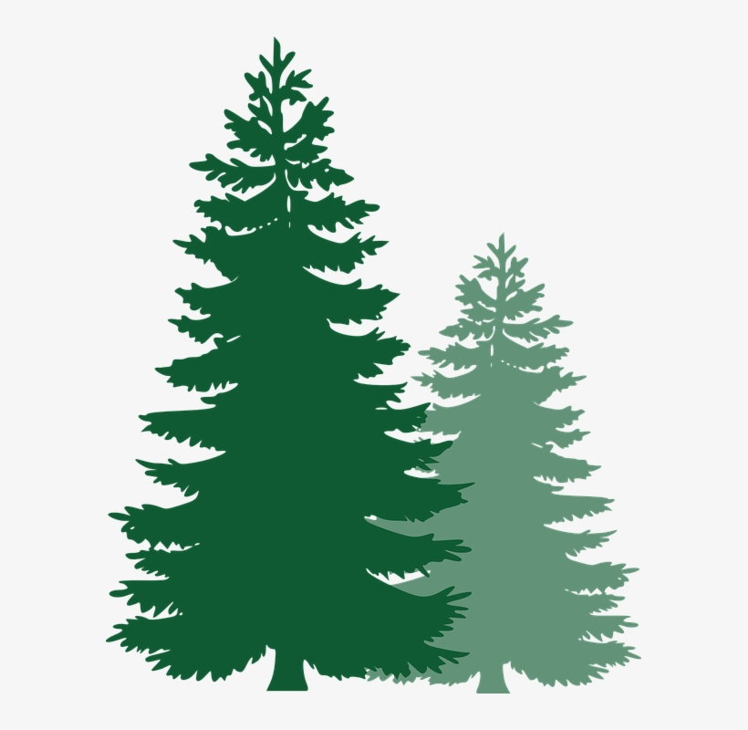 Free Image On Pixabay Pine Trees Spruce Trees Pine - Pine Tree Vector Png, transparent png