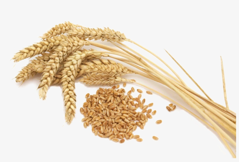 Wheat Vector Free Png File - Cereal Grain Crops [book], transparent png