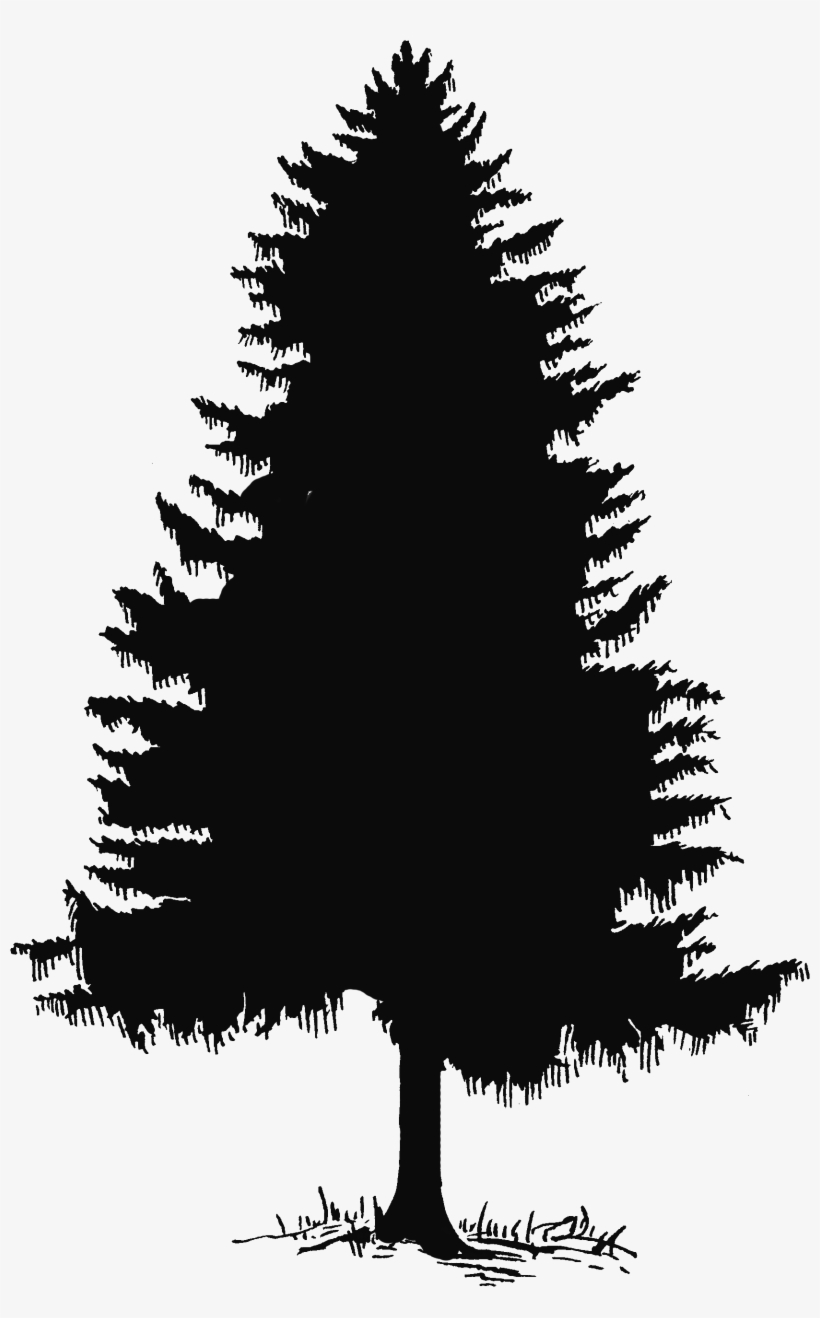 Pine Tree Clipart Leaf, transparent png