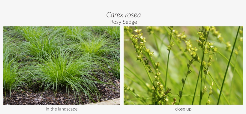 Click Here To See Our Full Carex Collection And Here - Sweet Grass, transparent png