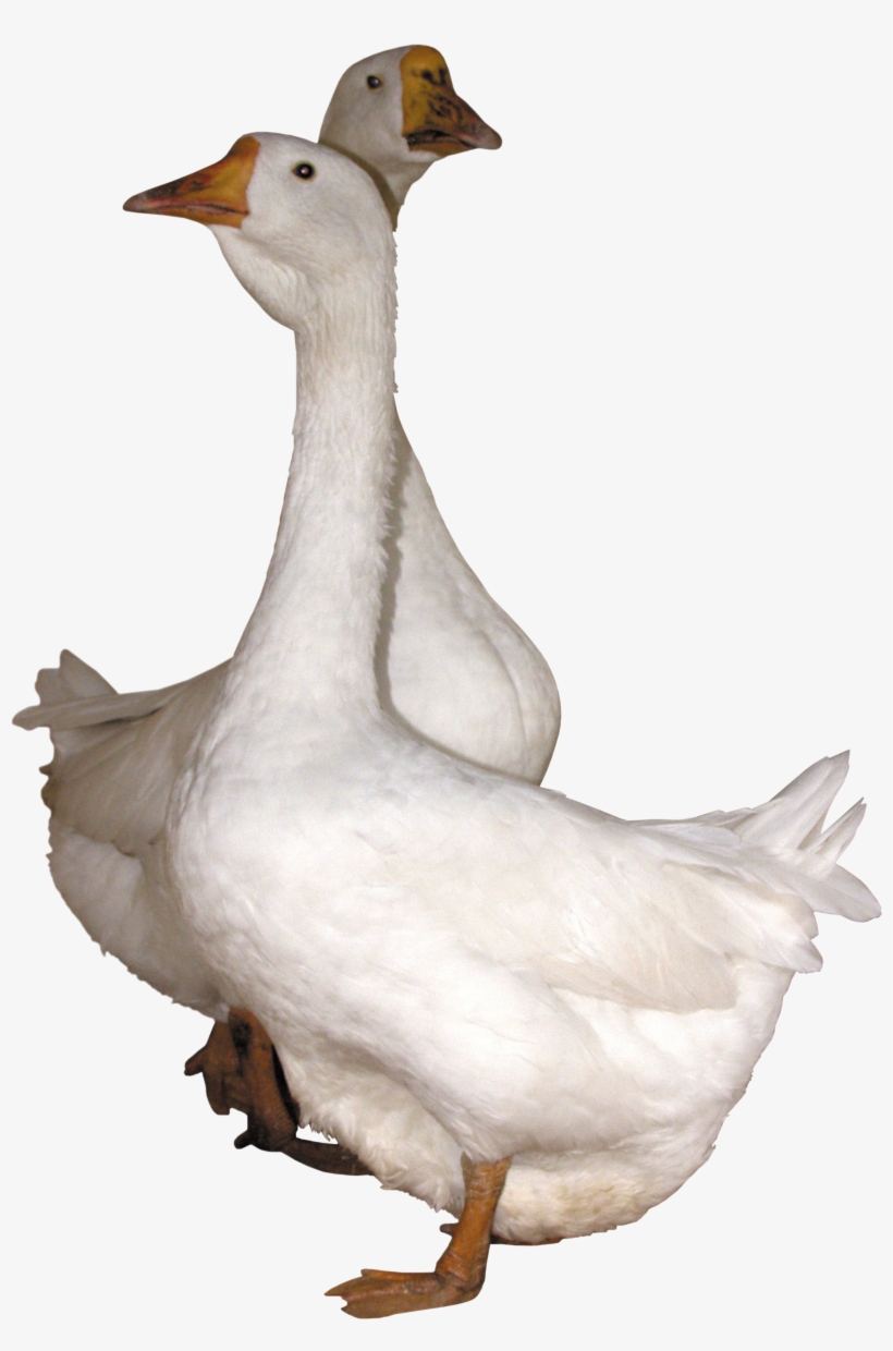 Gooses Png, transparent png