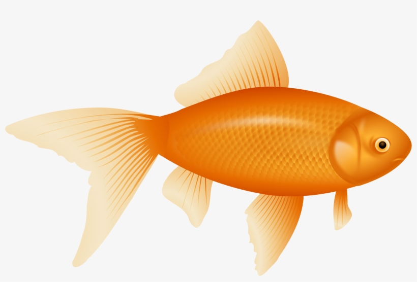 Fish Png, transparent png