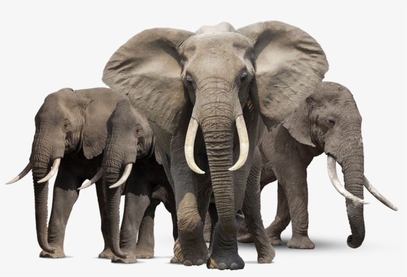 Free Png Elephant Png Images Transparent - Elephant Hd Png, transparent png