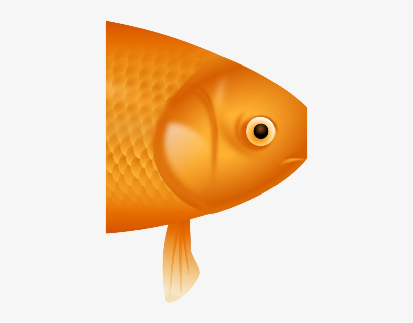 Example Image Of A Fish - Goldfish, transparent png