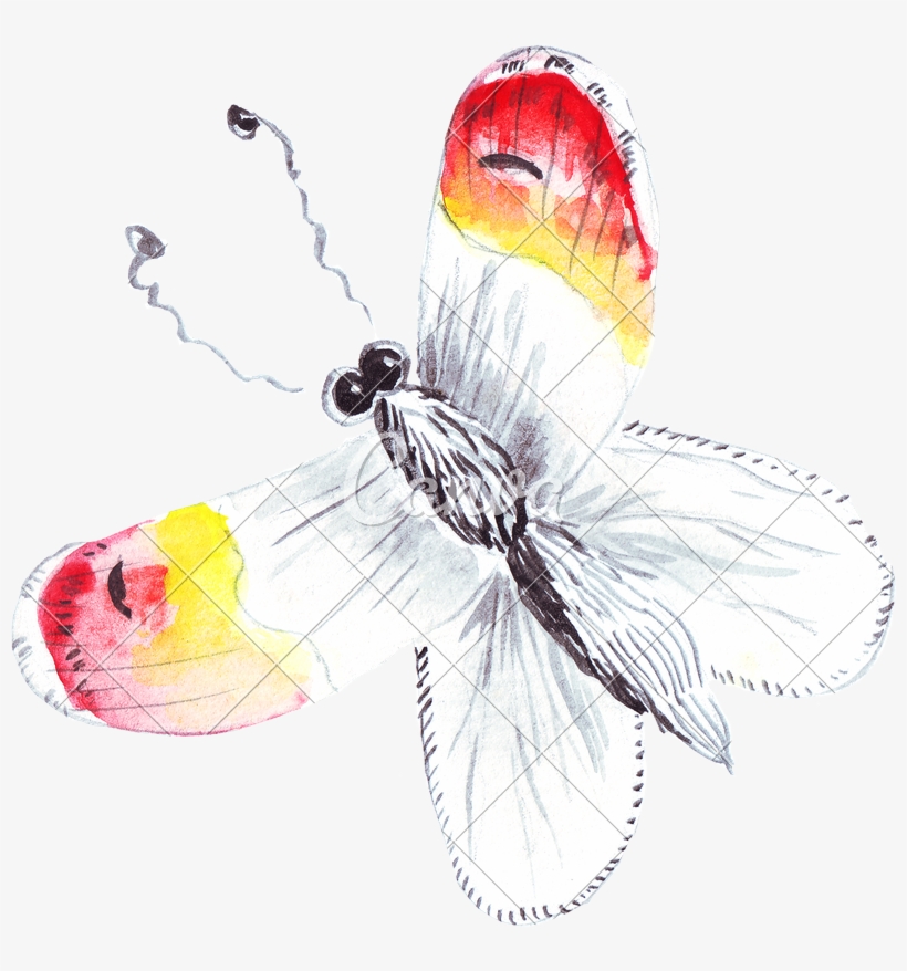 Banner Freeuse Hand Of Colourful Butterfly Photos By - Watercolor Painting, transparent png