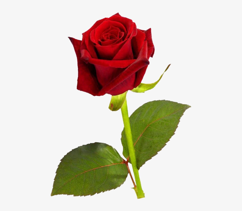 Free Icons Png - Single Red Rose Hd, transparent png