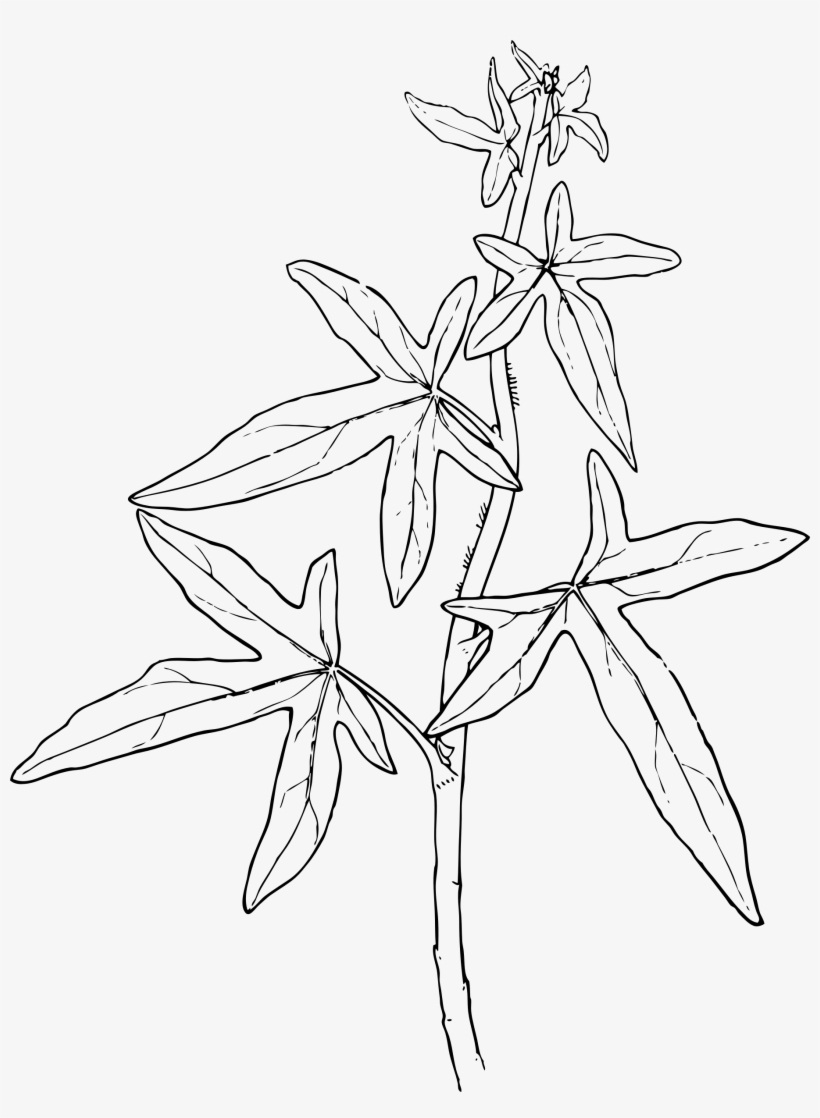 Ivy Png, transparent png
