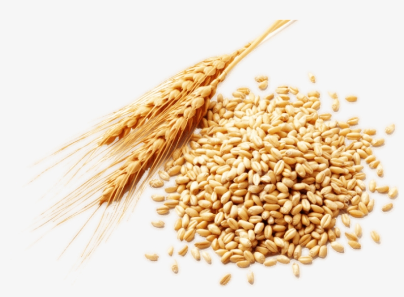 Wheat Png, transparent png