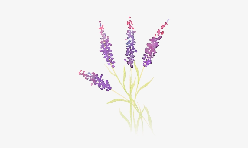 Picture Freeuse Stock Demo Sprigs Beautiful Sprigslavender - Black Rose, transparent png