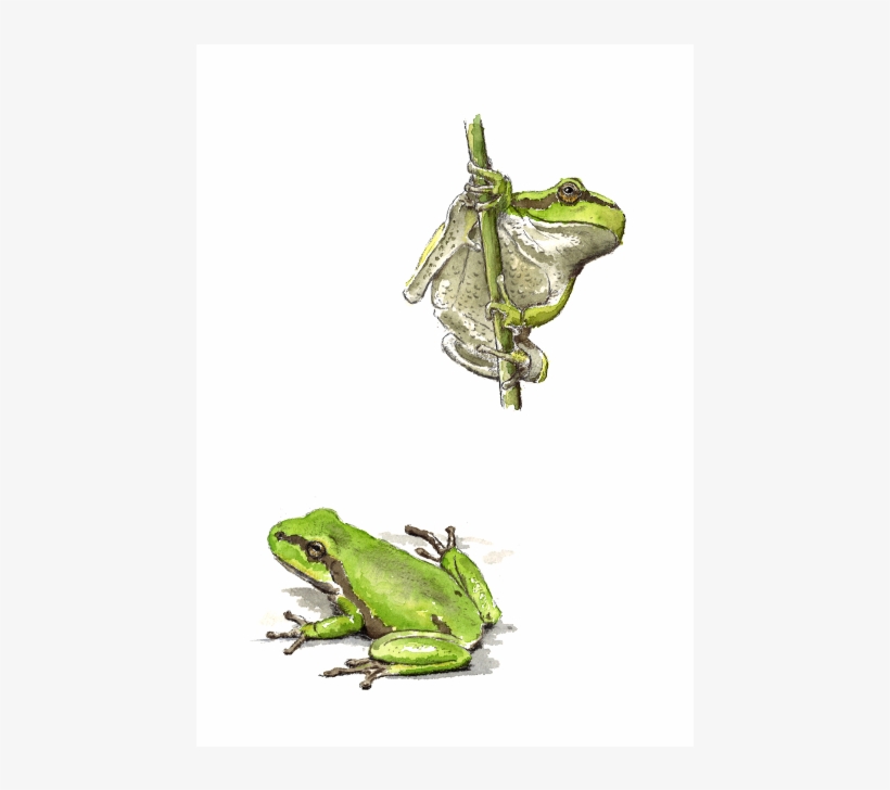 Barking Tree Frog, transparent png