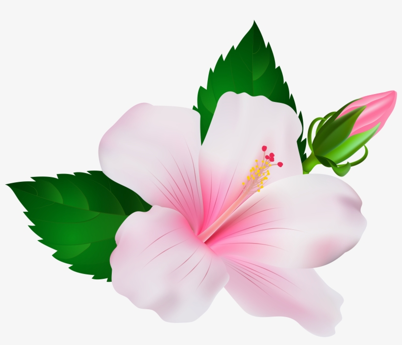 Hibiscus Png Clip Art Image - Hibiscus Png, transparent png