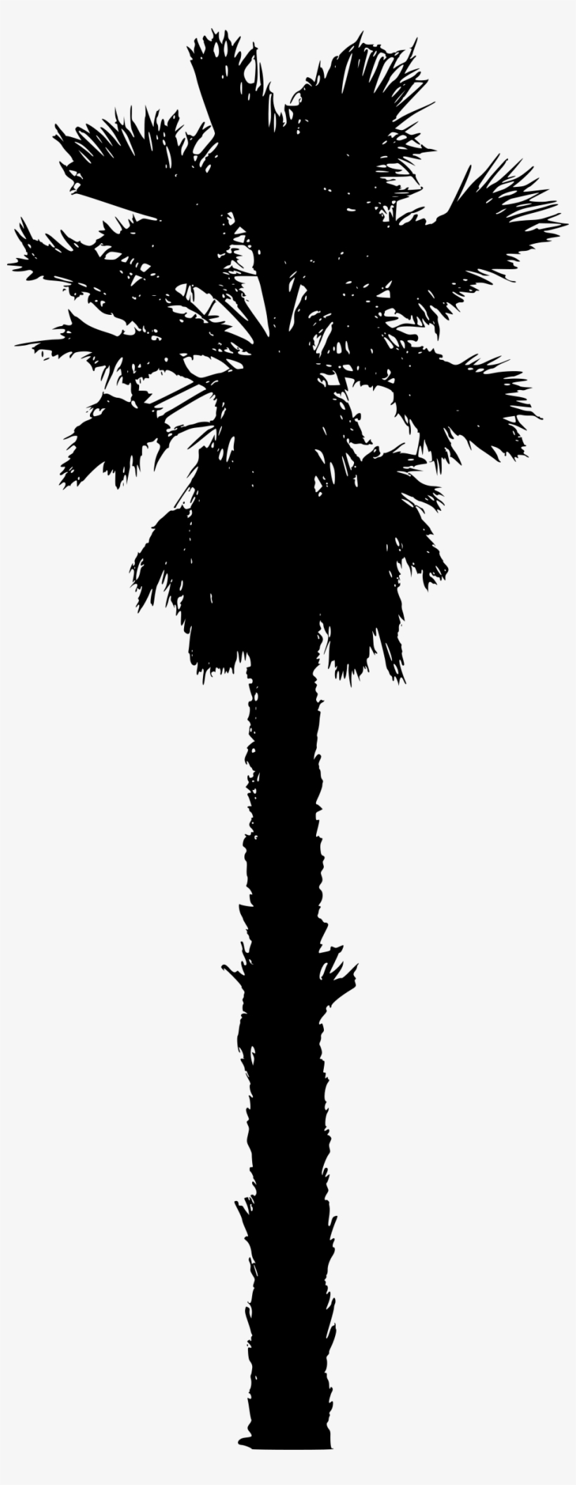 Washingtonia Palm Tree Png Image Freeuse Download - California Palm Trees Vector, transparent png