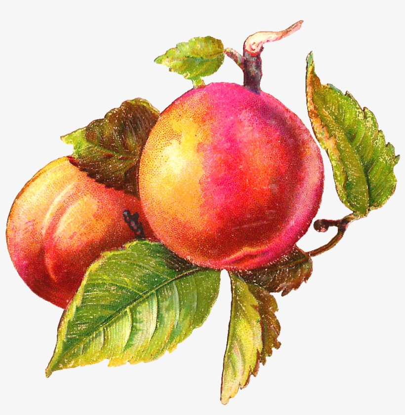 Fuzzy Peaches Clip Art Image Free Clipart Image Image - Art Peach, transparent png