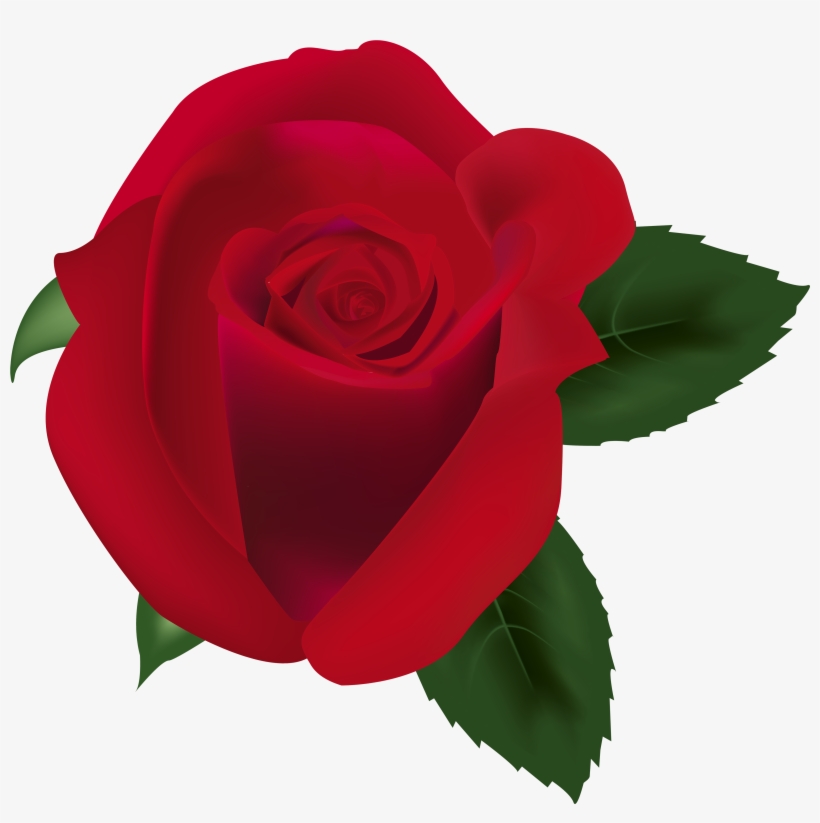 Red Rose Png Clipart Image - Garden Roses, transparent png