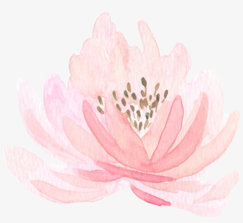 Lotus Png, transparent png