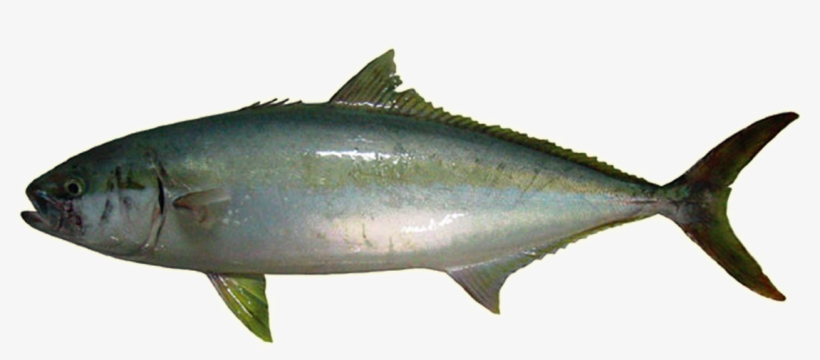 King Fish - King Fish Png, transparent png