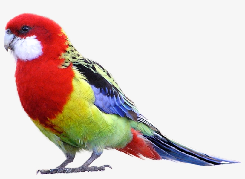 Parrot Sun Conure Png - Rosella Bird, transparent png