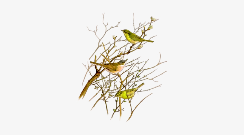 Birds - Fond Oiseau, transparent png