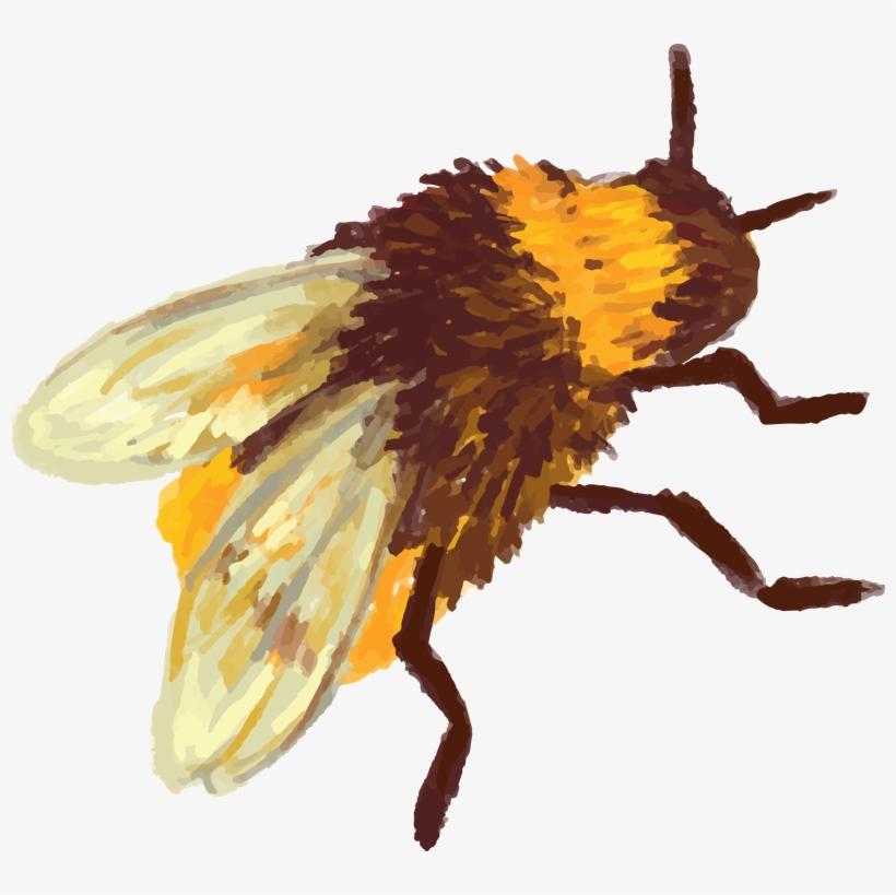 Bee1 - Beehive Vector Bee, transparent png