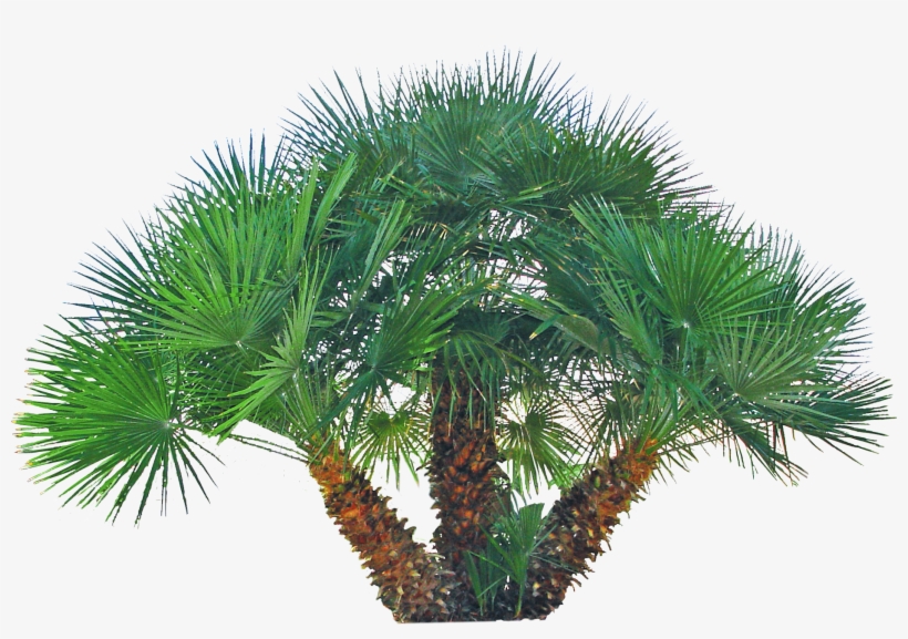 Backyard Builder Mediterranean Fan - Mediterranean Fan Palm Png, transparent png