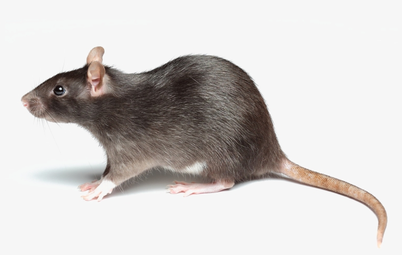 Rat Png Picture - Rat Is Short For Ratthew, transparent png