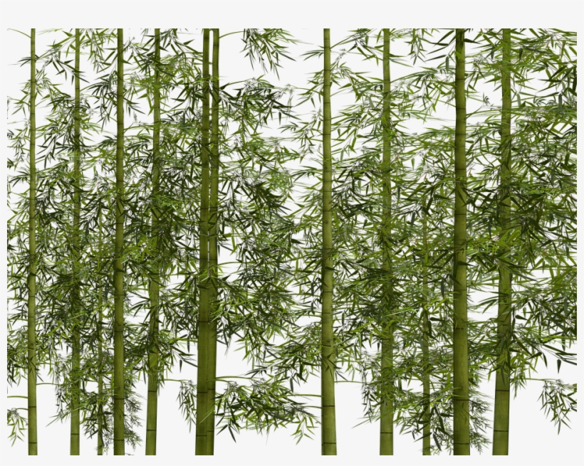 Bamboo Plant Wellness Digital Art Isolated - Png Transparent Bamboo Png, transparent png
