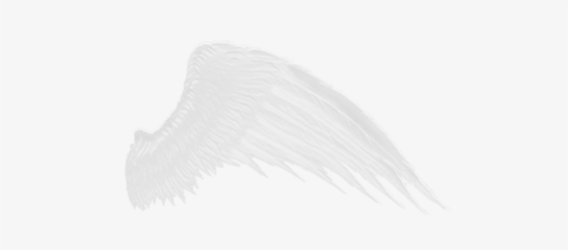 Download - White Wings Transparent Background, transparent png