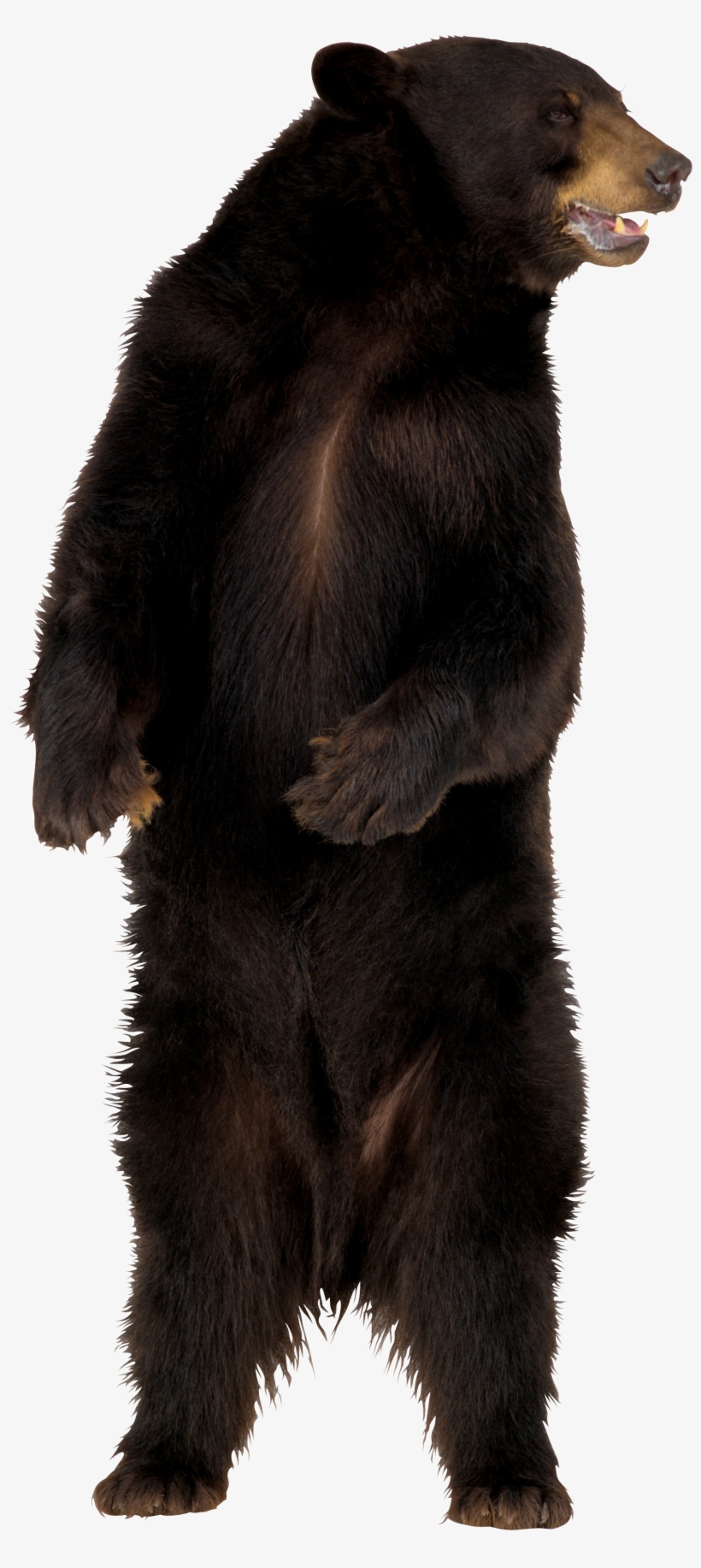 Brown Bear Png Image - Bear Png, transparent png