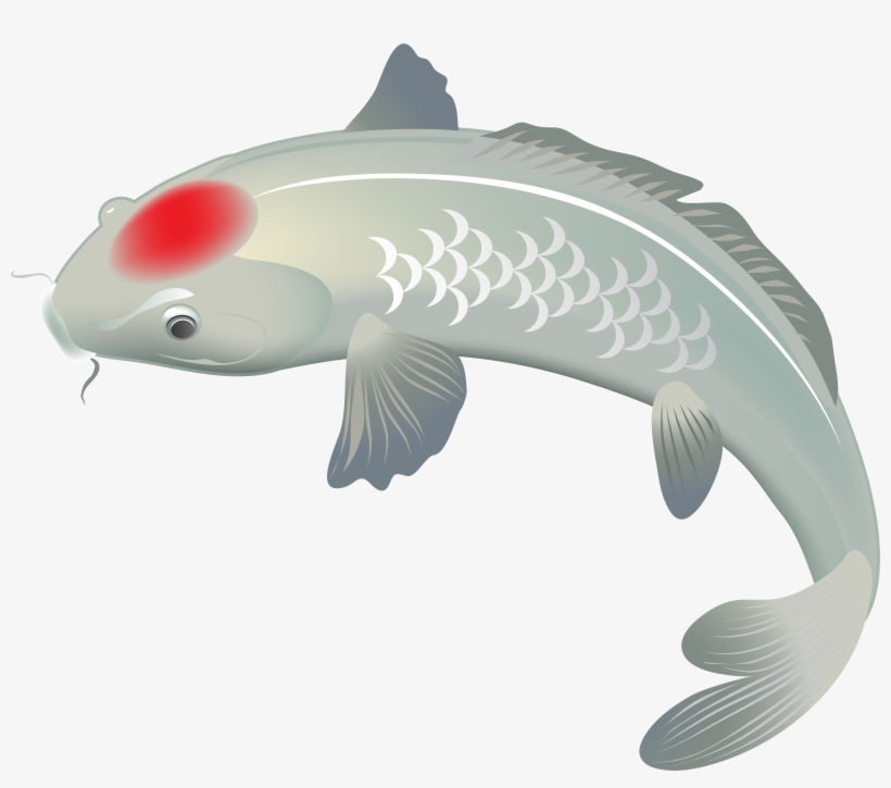 White Koi Fish Png Clip Art Image, transparent png